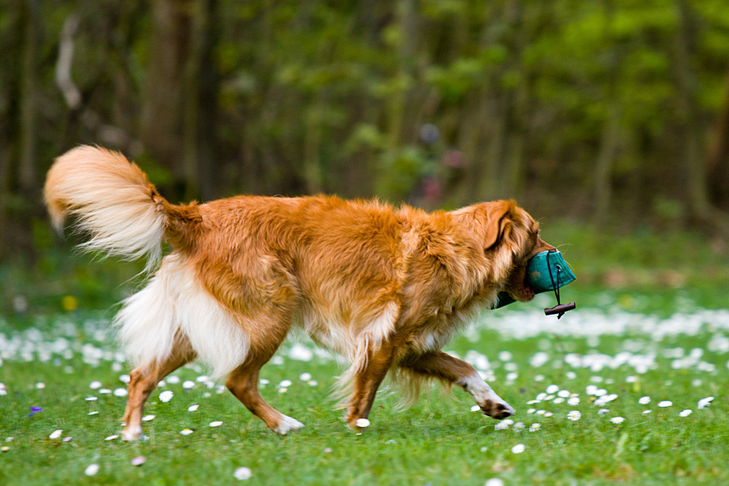 Frieda trägt den Dummy