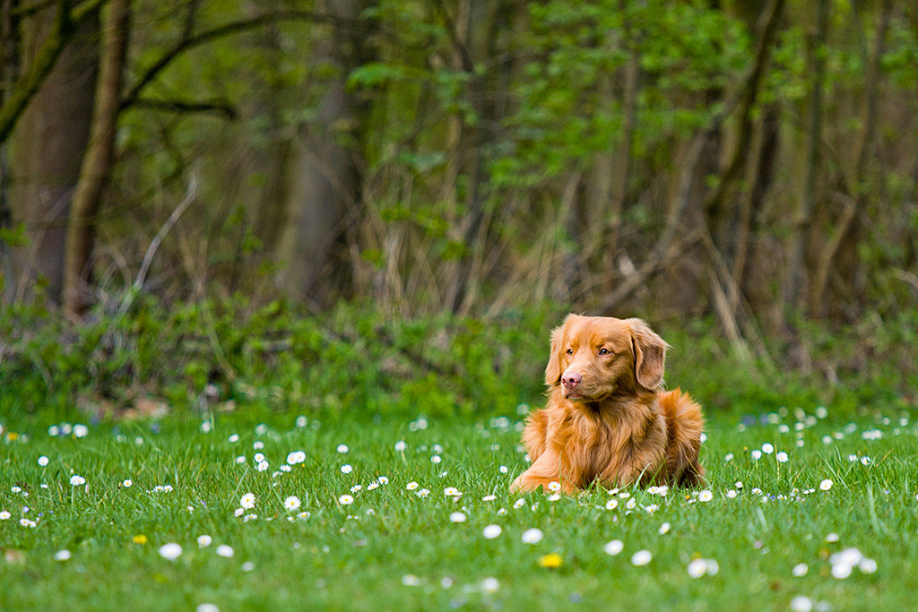 Edison liegt wartend auf der Wiese