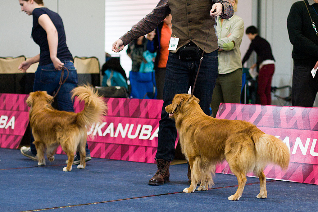 Edison steht vor Stephan im Ring und schaut nach vorn, wo Toller Kenai steht