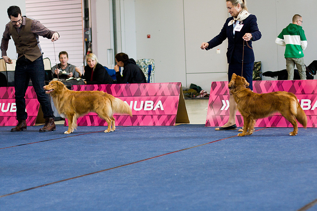 Edison steht zusammen mit der Hündin Carol Fren Red Treasure im Ring bei der Wahl zum Rassebesten