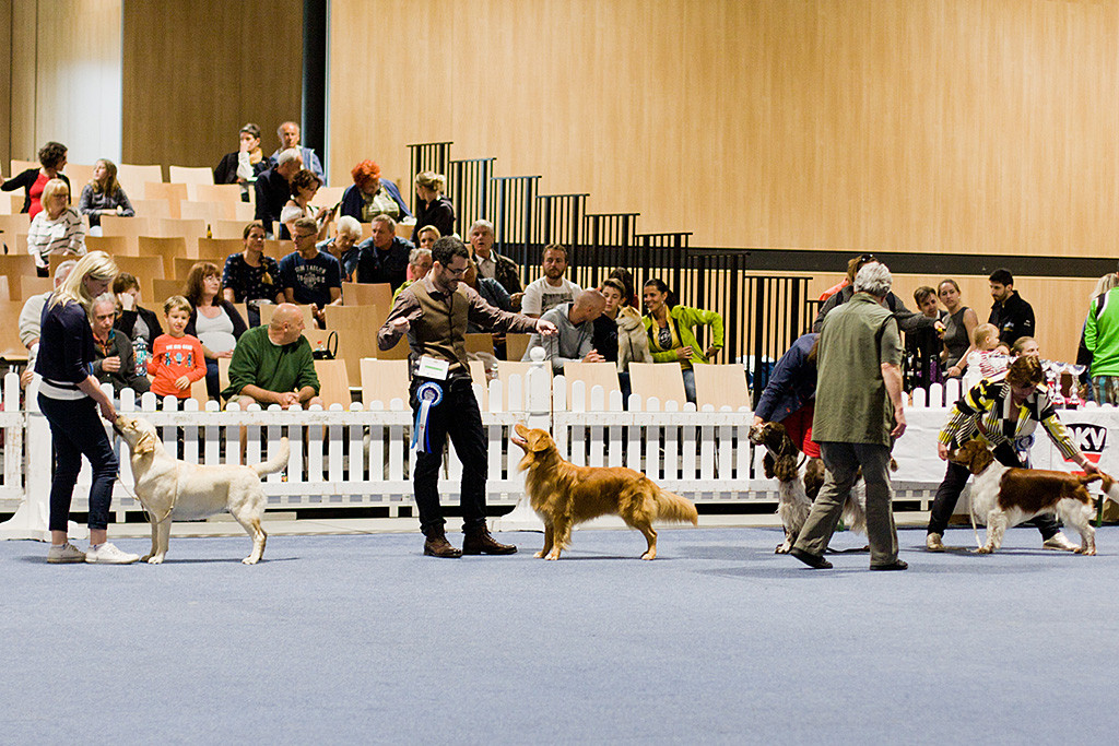 Edison hat mir Stephan Aufstellung im Ehrenring genommen während die Richterin nochmal alle Hunde der Klasse 8 begutachtet