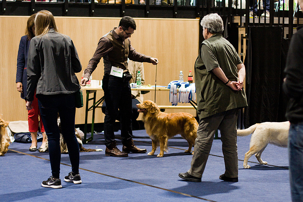 Edison steht exzellent vor Stephan, damit die Richterin sich von ihm im Vorring ein Bild machen kann