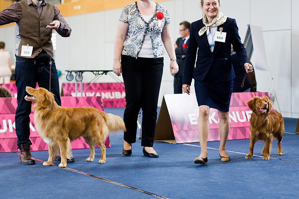Edison steht neben der Richterin sowie der Hündin Carol Fren Red Treasure und wird zum BOB gekürt