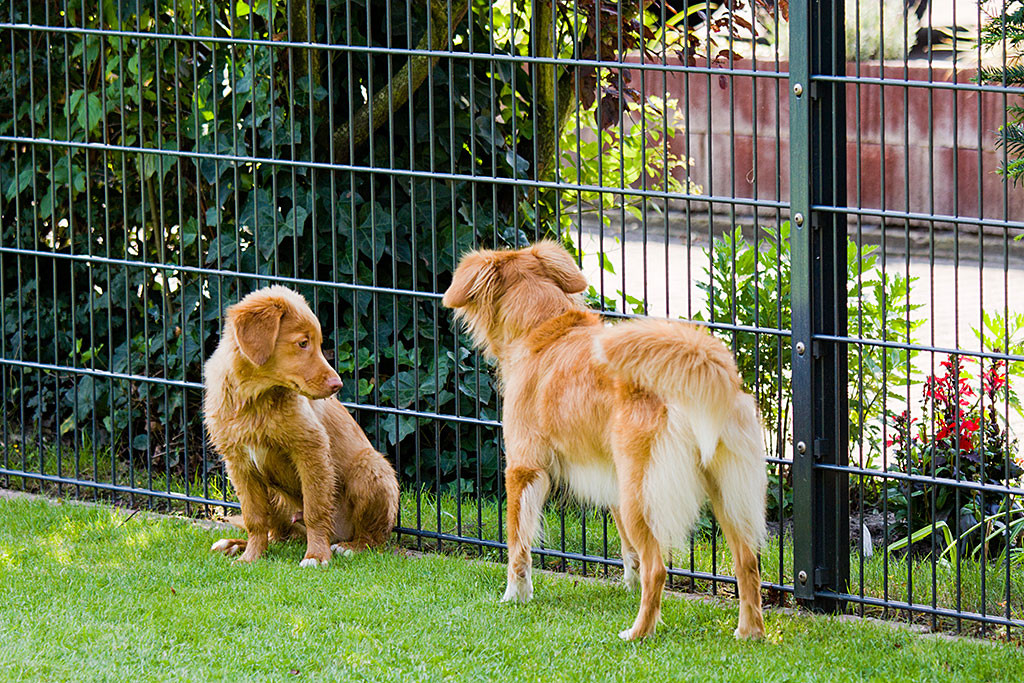 Edison sitzt ganz eng am Zaun und wird von Frieda begutachtet