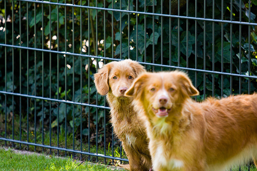Edison und Frieda schauen in die Kamera