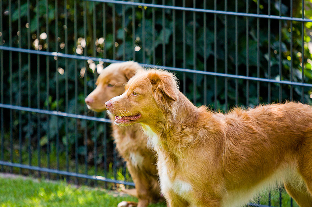Edison und Frieda schauen in die Ferne
