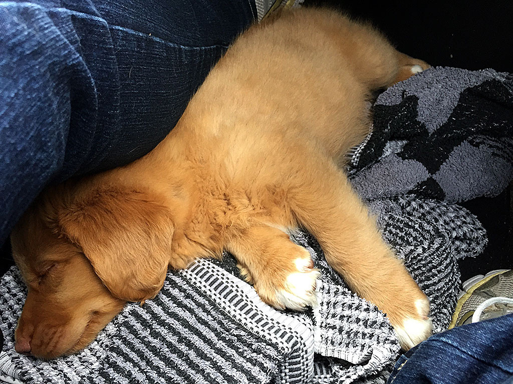 Edison schläft im Fußraum