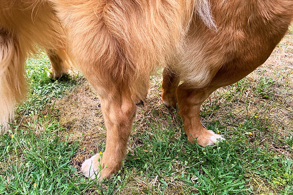 Edison und Daenerys beim Hängen