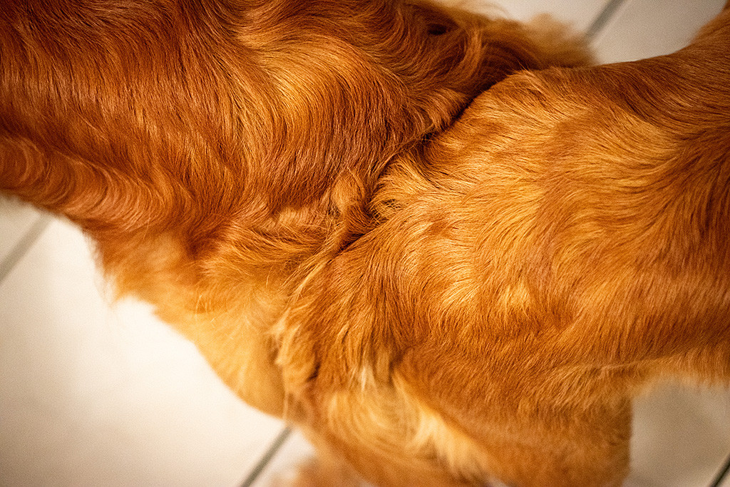 Edison und Suzy beim Hängen