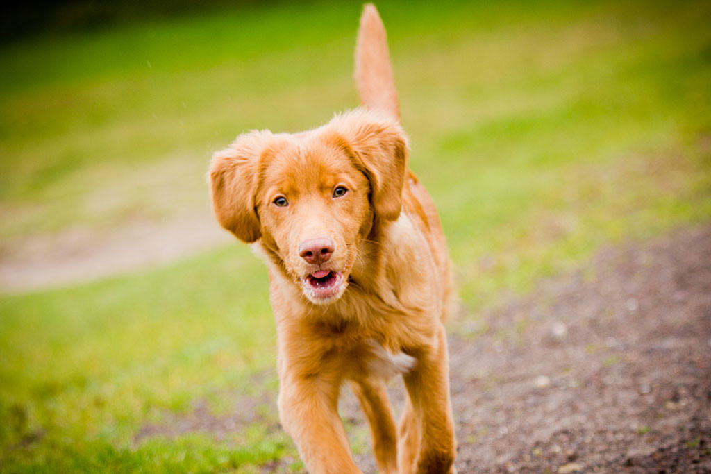 Edison läuft freudig durch die Gegend