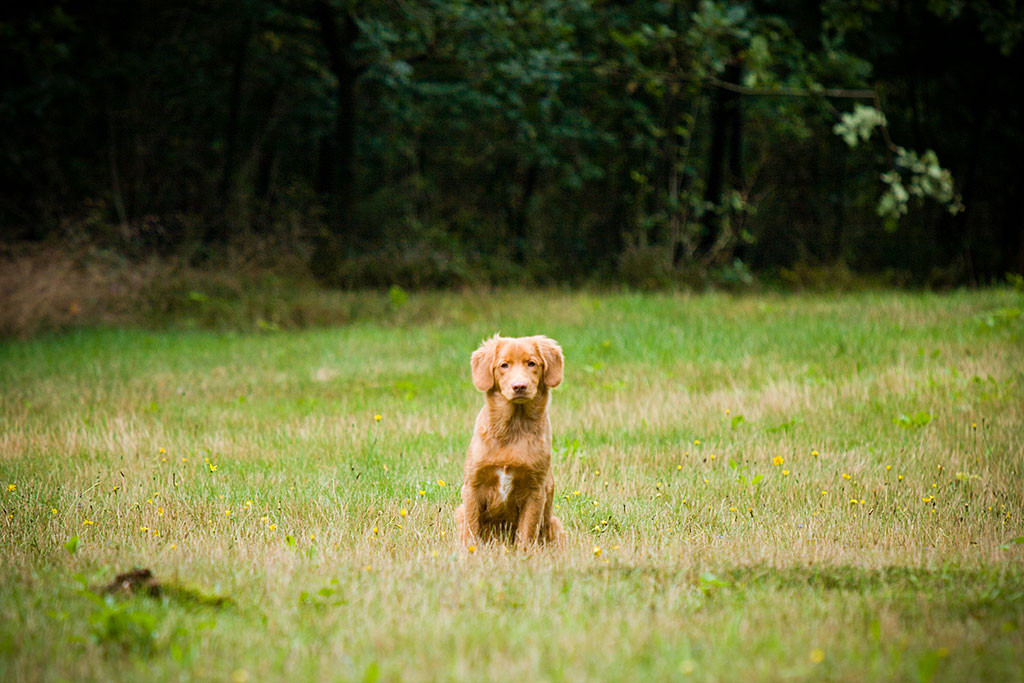 Edison sitzt in der Wiese und wartet auf weitere Befehle