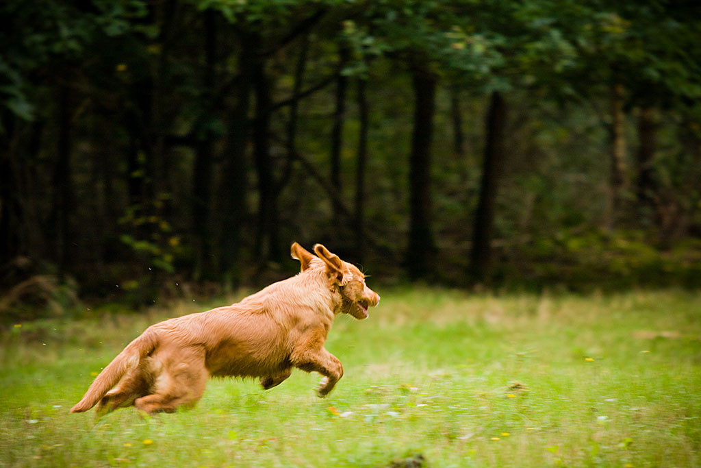 Edison startet explosionsartig in Richtung Herrchen