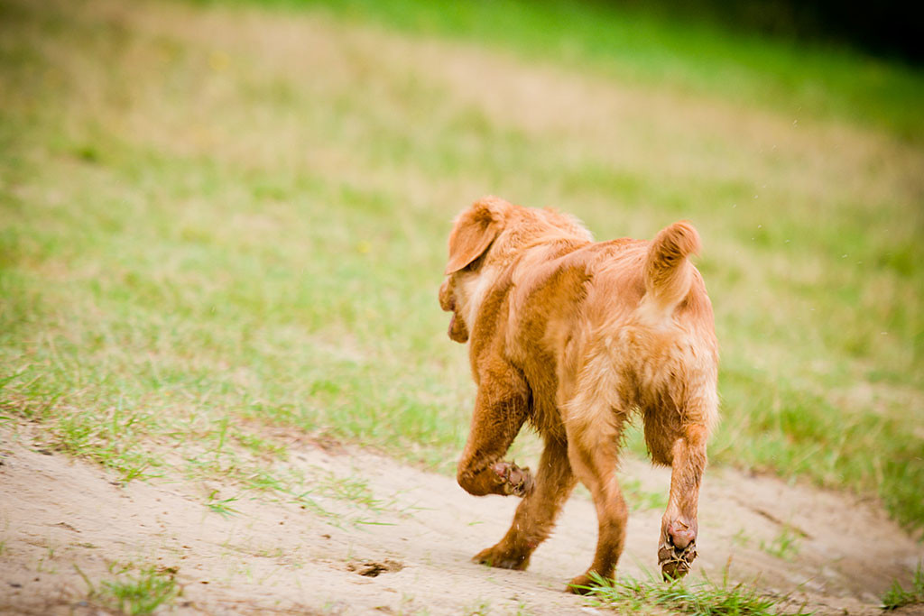 Edison läuft entspannt über die Wiese