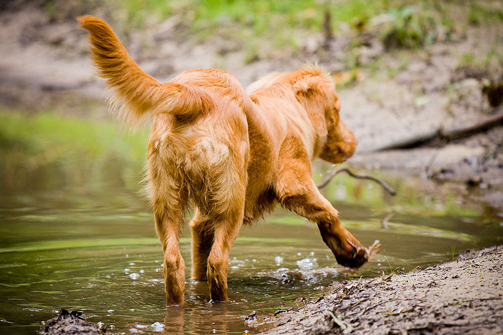 Edison planscht in einer großen Pfütze