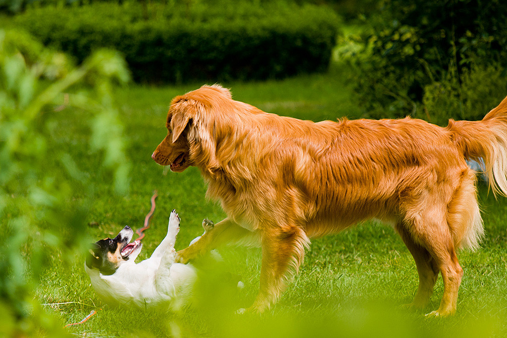 Edison stellt ein Bein auf dem Rücken liegenden Oreo ab