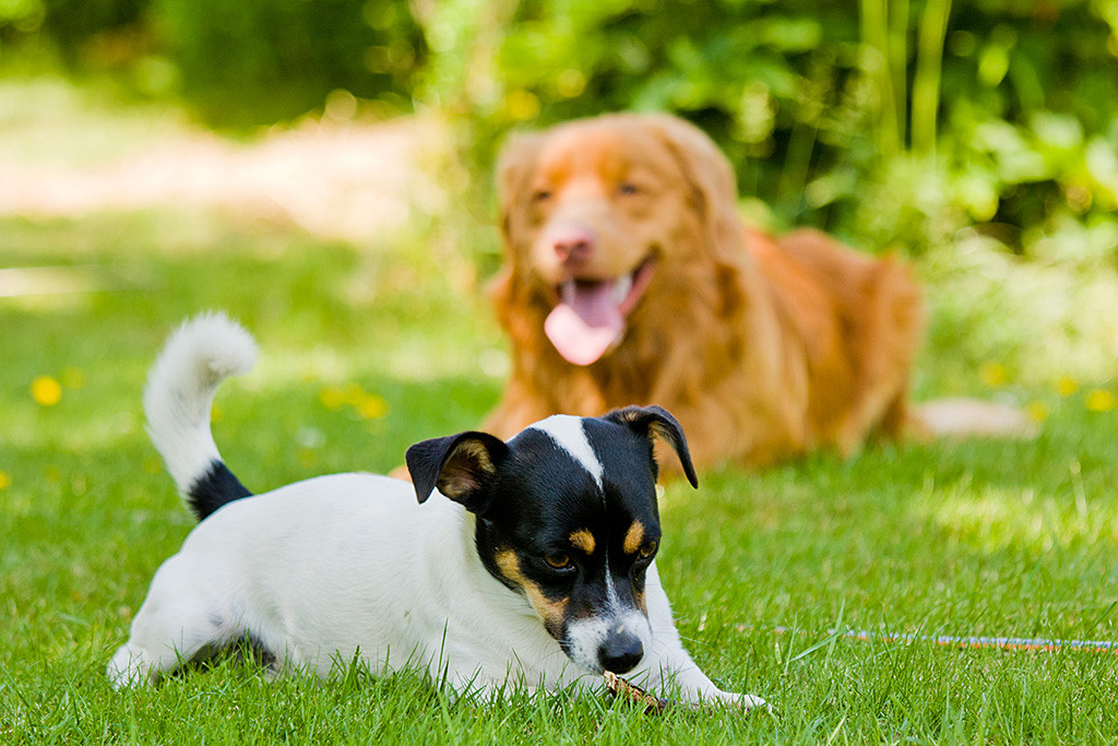 Edison und Oreo liegen entspannt auf dem Rasen, Edison hängt dabei die Zunge heraus während Oreo am Stöckchen knabbert