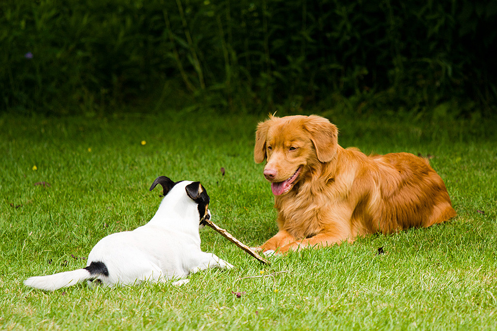 Edison und Oreo liegen sich Angesicht zu Angesicht gegenüber, Oreo hat dabei ein Stöckchen im Fang