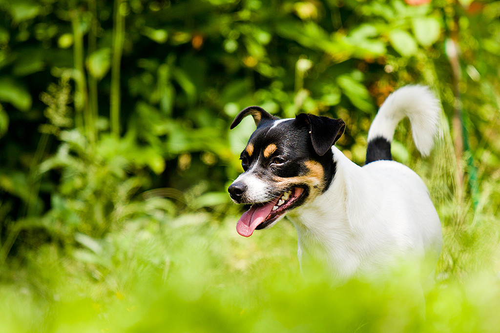 Oreo lächelnd durch Pflanzen fotografiert
