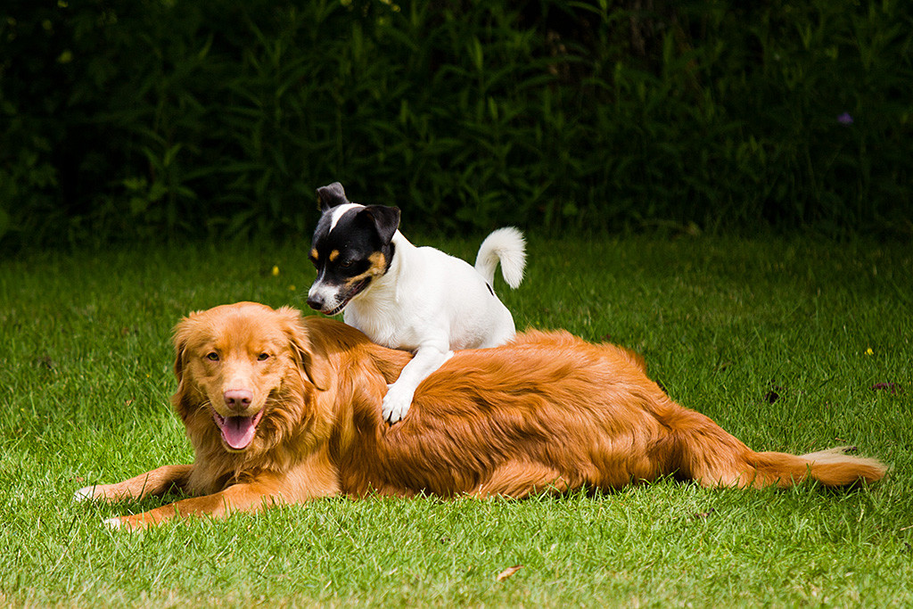 Edison liegt auf dem Rasen während Oreo seitlich aufsteigt