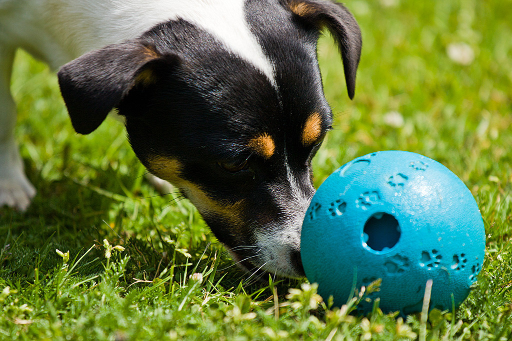Oreo in Nahaufnahme einen blauen Ball mit der Nase stupsend