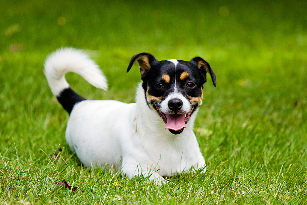 Oreo liegt entspannt auf dem Rasen und schaut lächelnd in die Kamera