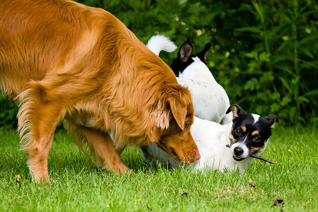 Edison schnüffelt an Oreo, der einen Stock im Fang trägt, dahinter steht Nelli, die sich umschaut