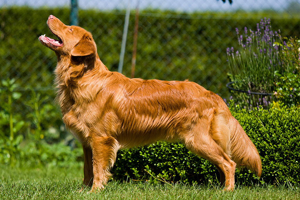 Edison steht prächtig in Ausstellungsmanier