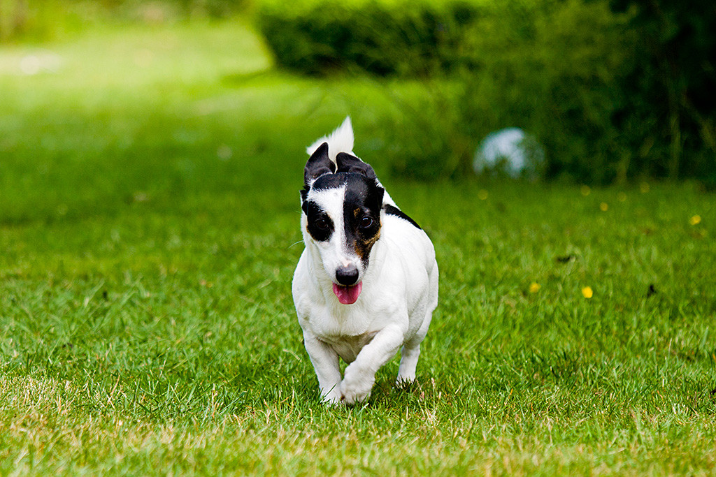 Nelli läuft mit angelegten Ohren auf die Kamera zu