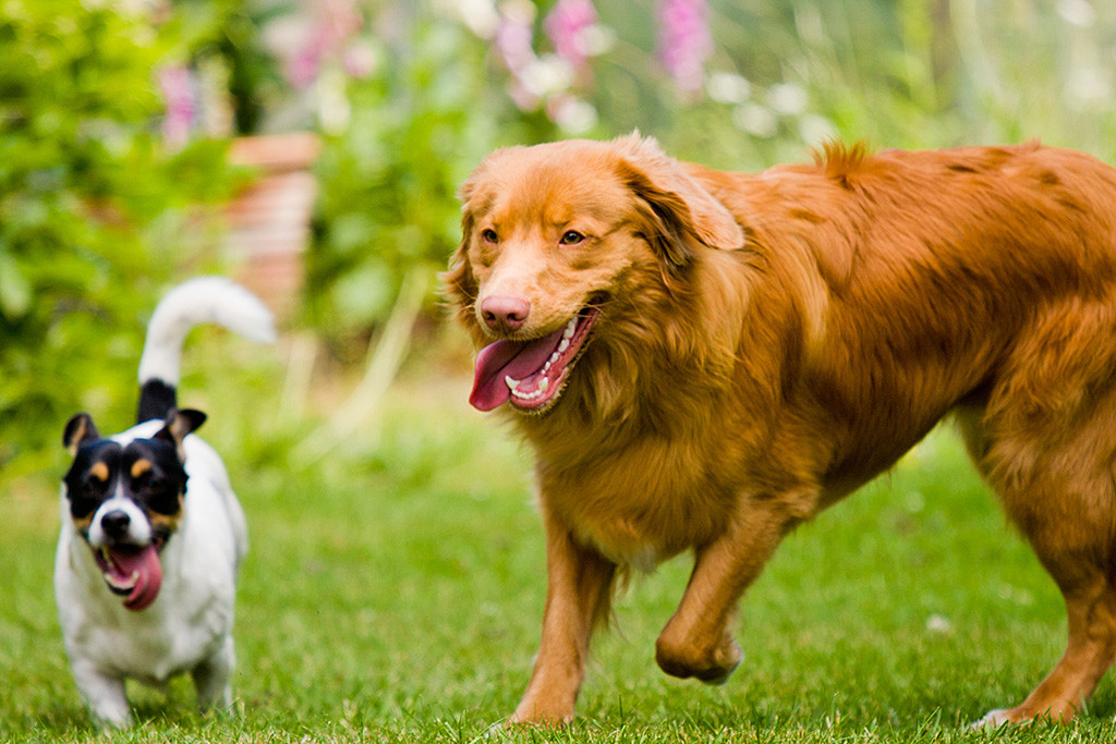 Edison und Oreo laufen um die Wette, beiden hängt die Zunge seitlich aus dem Maul