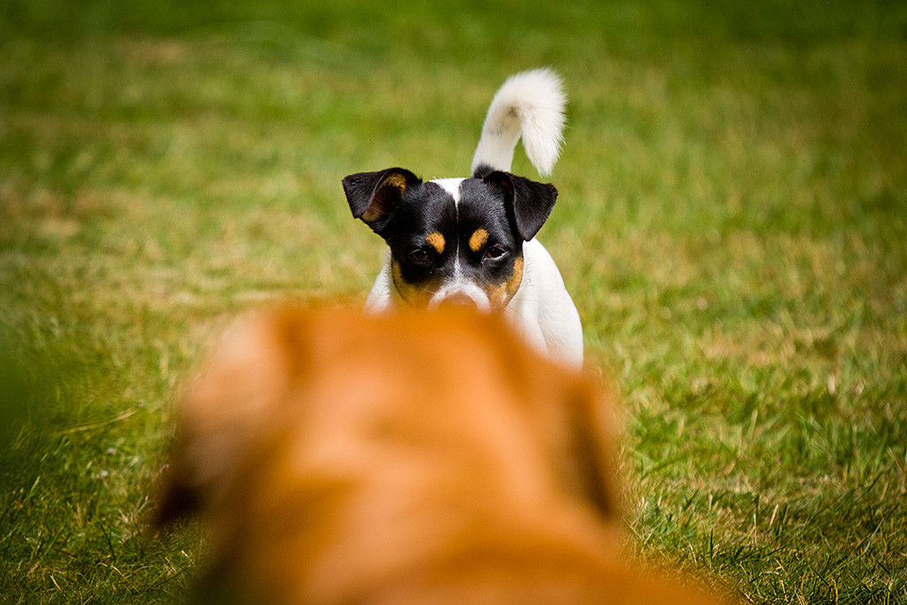 Edison von hinten unscharf im Vordergrund, Oreo schaut ihn frontal an