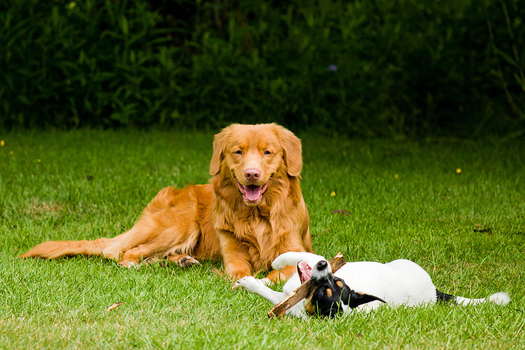 Edison lächelt liegend in die Kamera, während Oreo seitlich liegend ein Stöckchen kaut