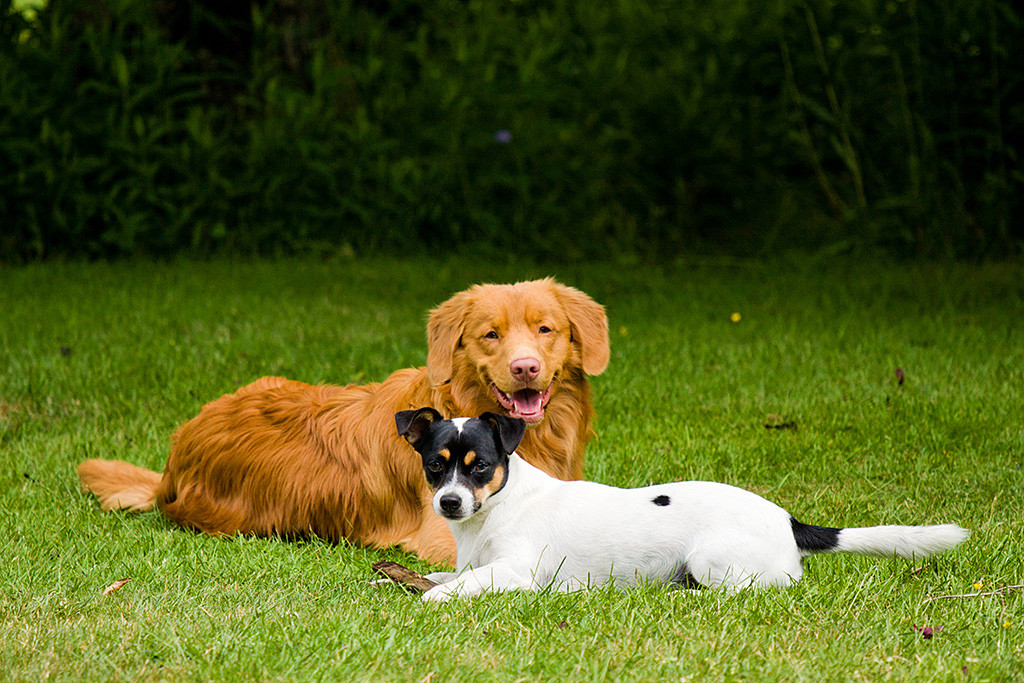 Edison liegt quer hinter Oreo, vor dem ein Stöckchen liegt, beide schauen in die Kamera