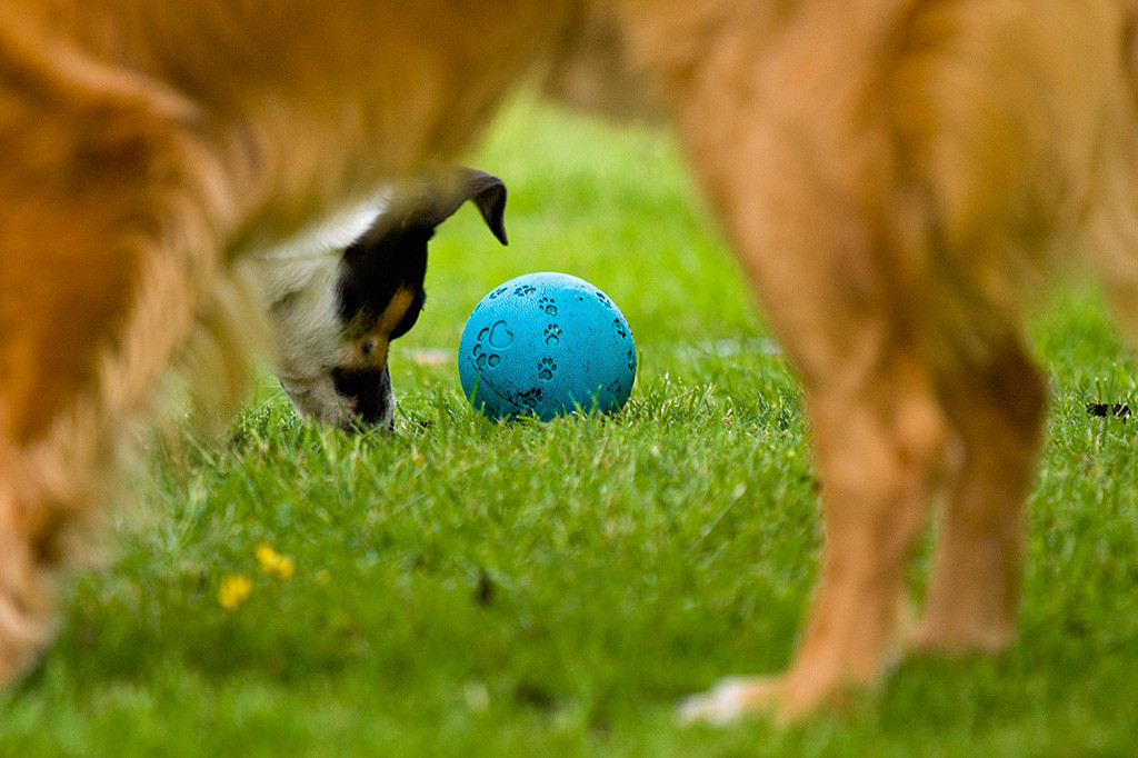 Oreo stupst den blauen Ball, die Szene wurde durch die Beine von Edison fotografiert