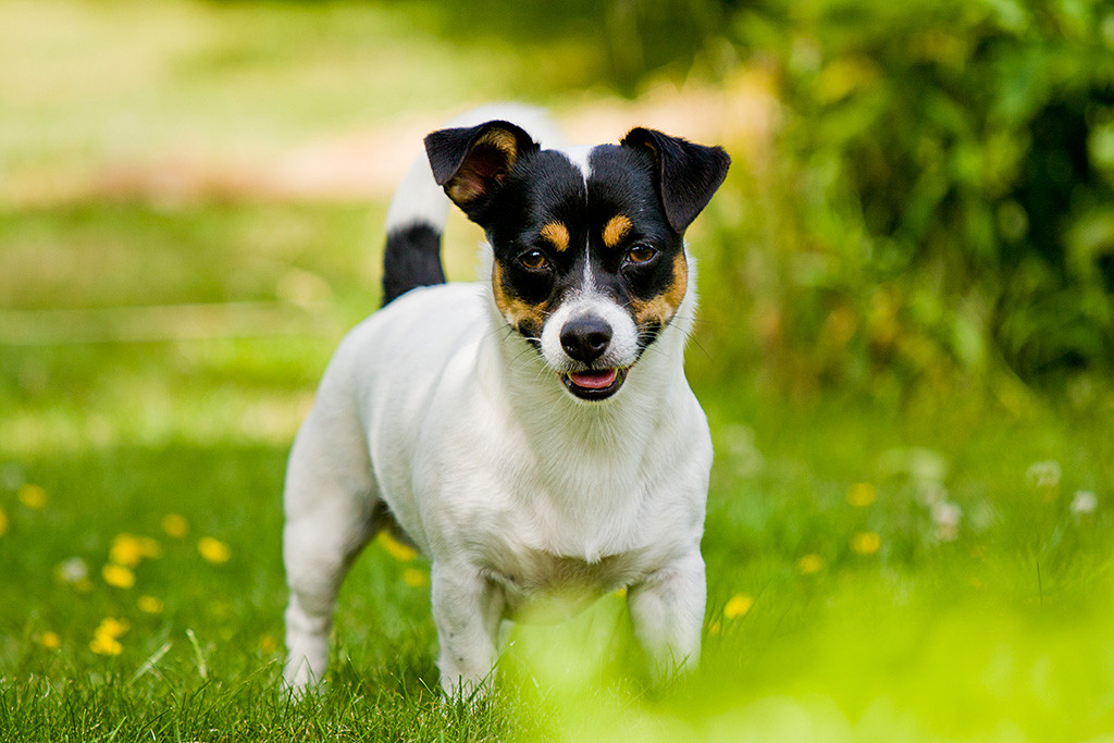 Oreo steht frontal in die Kamera schauend auf dem Rasen