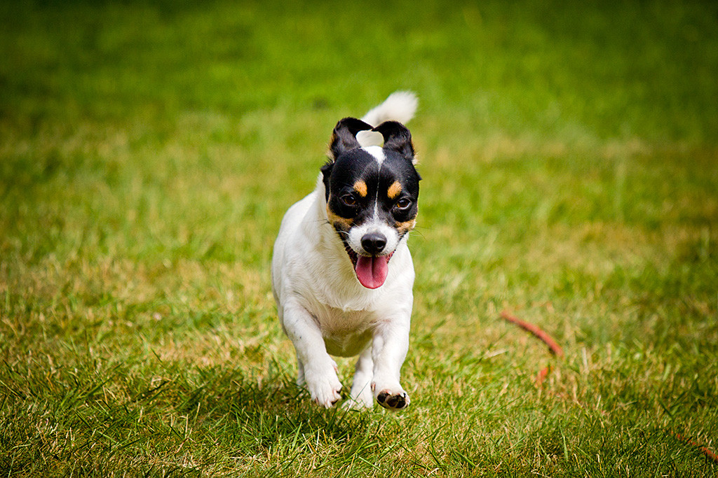 Oreo rennt freudig auf die Kamera zu