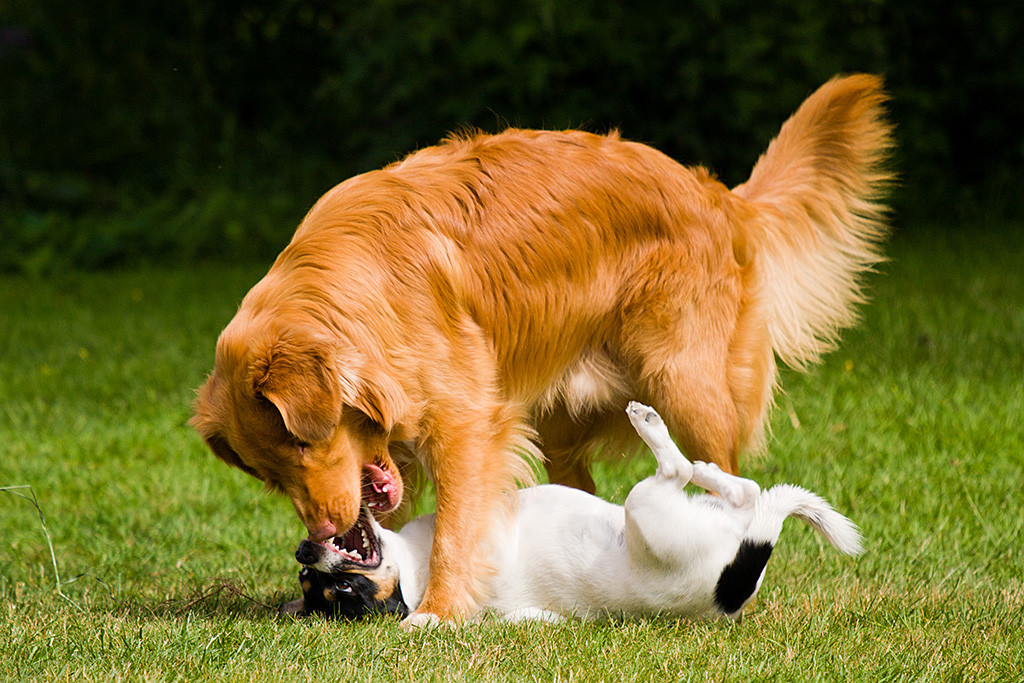 Edison steht über Oreo, der auf dem Rücken liegt, beide mit offenem Fang