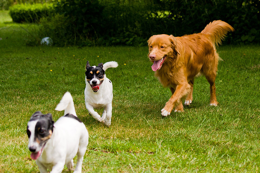 Nelli, Oreo und Edison laufen in Reihe hintereinander her