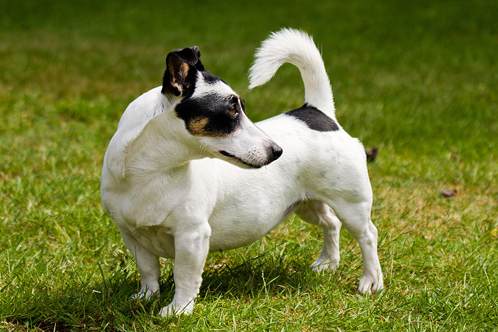Nelli schaut sich auf dem Rasen stehend um