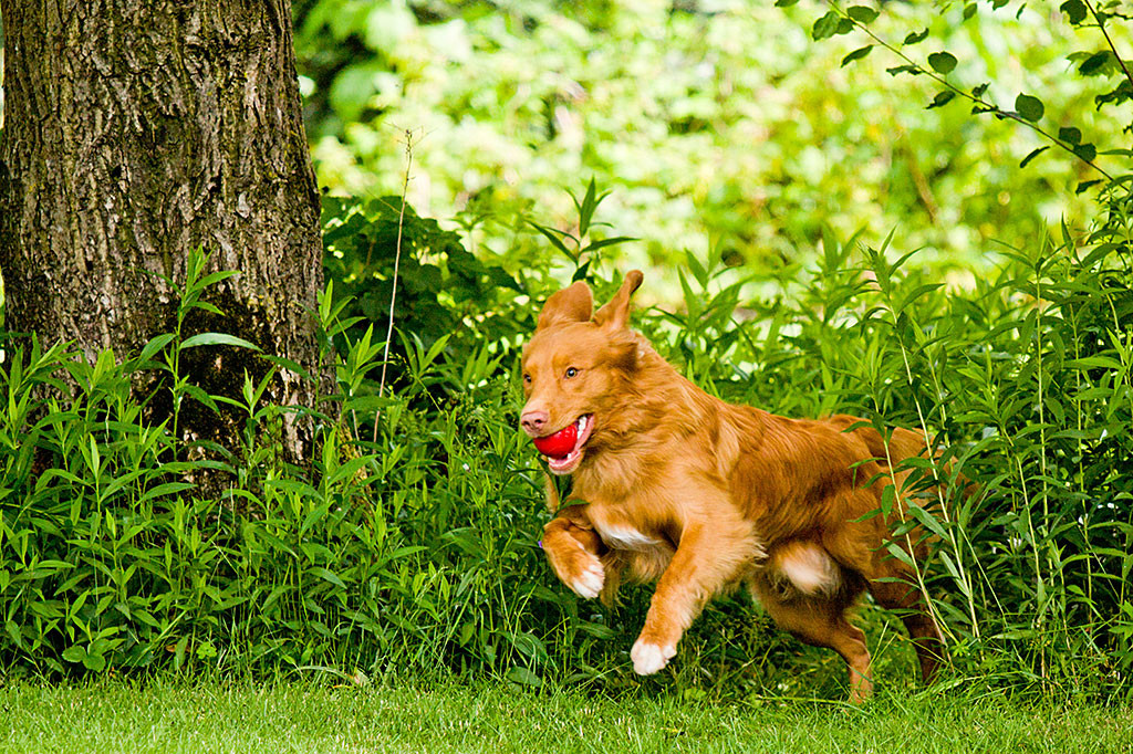 Edison kommt mit einem roten Ball im Fang aus dem Gebüsch gestürmt