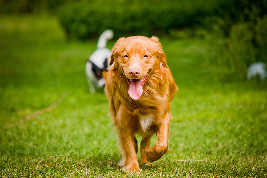 Edison schreitet mit hängender Zunge auf die Kamera zu, im Hintergrund ist Oreo zu sehen