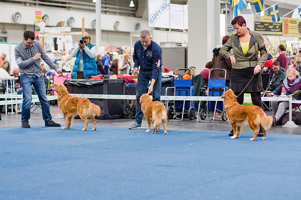 Edison steht neben »Toller’s Delight Once In A Lifetime« und »Toller’s Delight Special Delivery« bei der Wahl zum Rassebesten