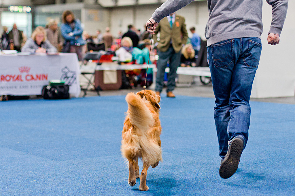 Edison läuft von Stephan geführt auf den Richter zu