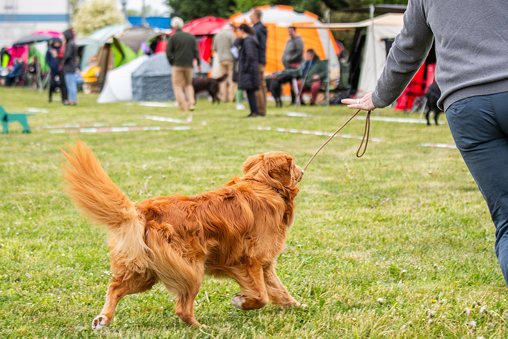 Newton fliegt förmlich durch den Ring