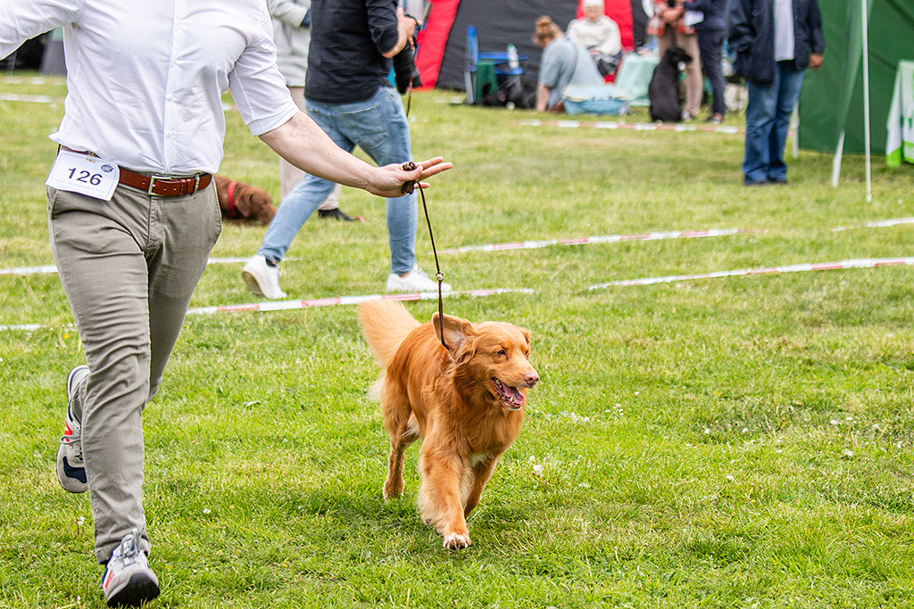 Edison läuft freudig an Stephans Seite durch den Ring
