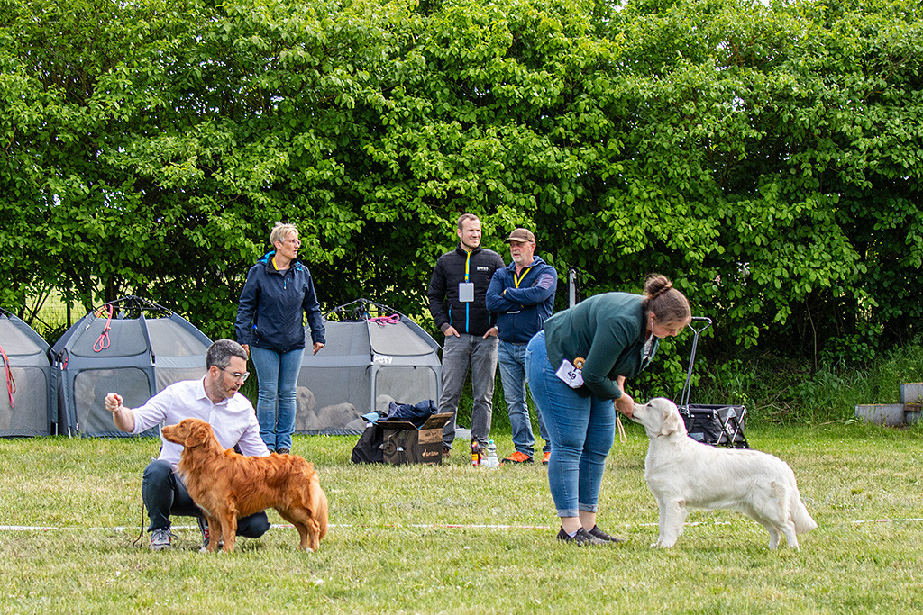 Newton stellt sich neben der Golden-Retriever-Hündin auf