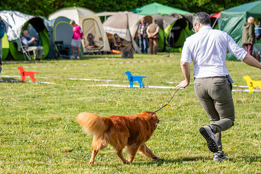 Edison läuft im perfekten Kreuzgang an Stephans Seite durch den Ring
