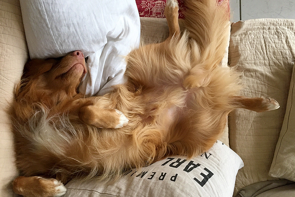 Edisons liegt schlafend auf dem Rücken inmitten von Kissen auf der Couch