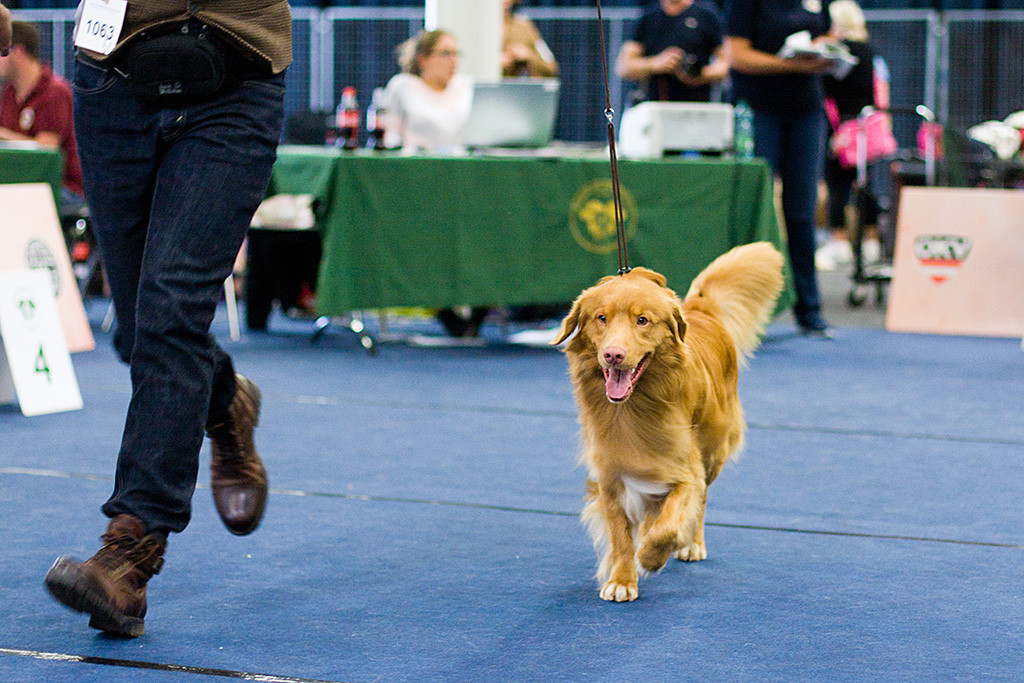 Edison läuft geführt von Stephan auf die Kamera zu