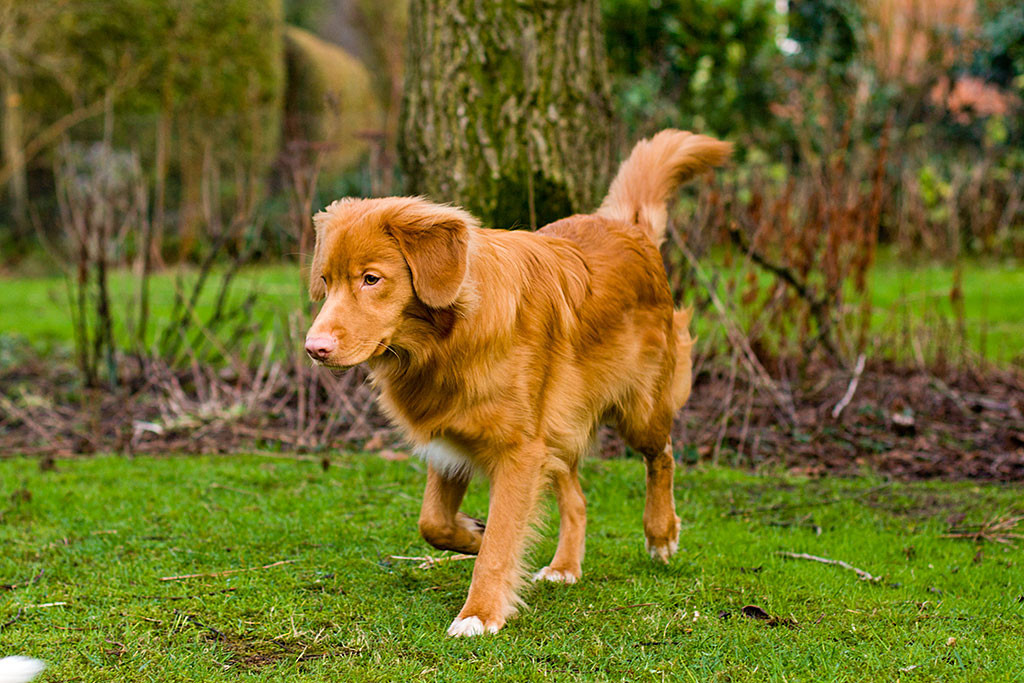 Edison trabt im Garten hinter Oreo her