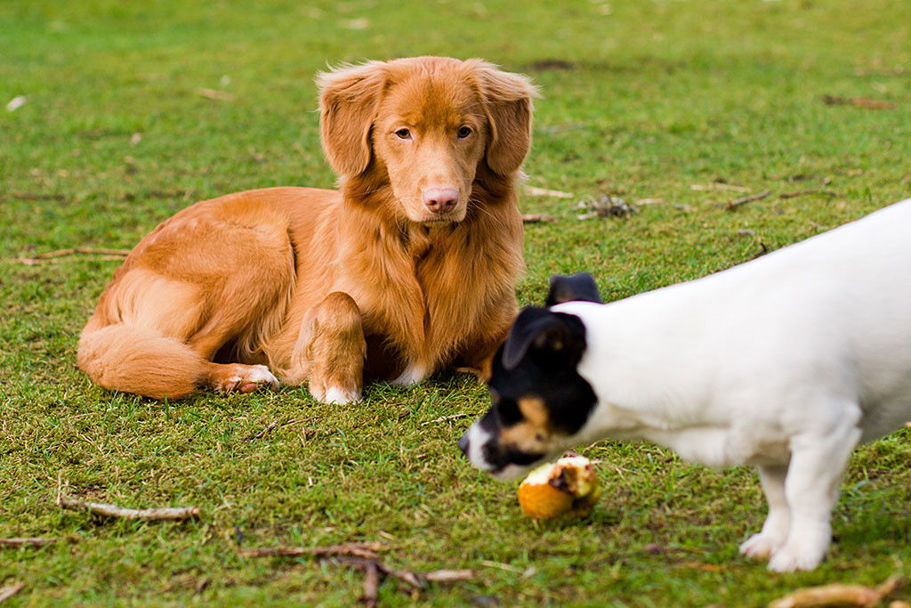 Edison schaut liegendenderweise Oreo beim Apfelessen im Garten zu